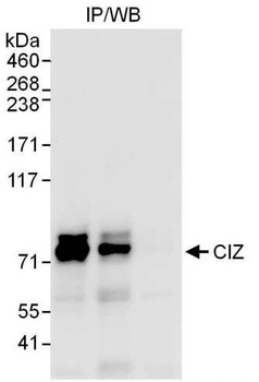 Rabbit CIZ Antibody