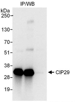 Rabbit CIP29 Antibody