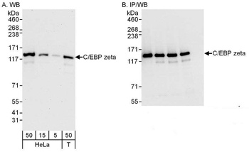 Rabbit C/EBP zeta Antibody