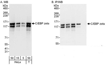 Rabbit C/EBP zeta Antibody