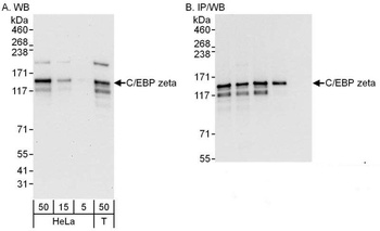 Rabbit C/EBP zeta Antibody