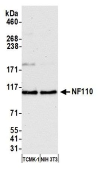 Rabbit NF110 Antibody