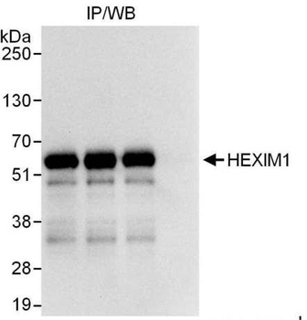 Rabbit HEXIM1 Antibody
