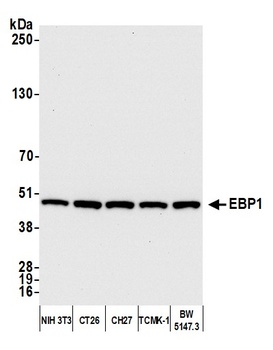 Rabbit EBP1 Antibody