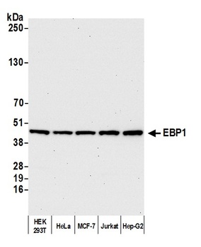 Rabbit EBP1 Antibody