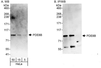Rabbit PDE8B Antibody