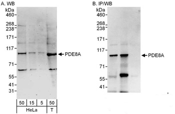 Rabbit PDE8A Antibody