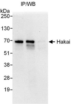 Rabbit Hakai Antibody
