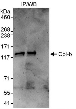 Rabbit Cbl-b Antibody