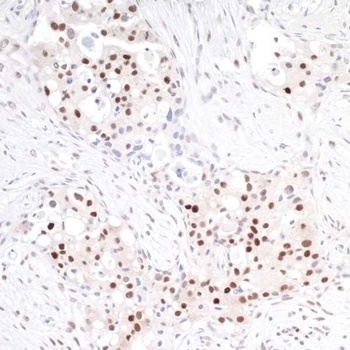Rabbit TRAF4 Antibody