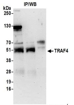 Rabbit TRAF4 Antibody