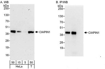 Rabbit CIAPIN1 Antibody