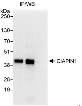 Rabbit CIAPIN1 Antibody