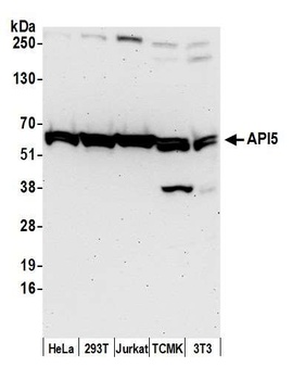 Rabbit API5 Antibody