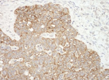 Rabbit AIF Antibody