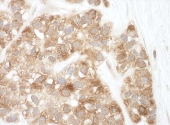 Rabbit AIF Antibody