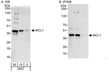 Rabbit MCL1 Antibody