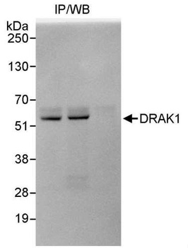 Rabbit DRAK1 Antibody