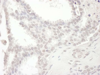 Rabbit SPIN90 Antibody