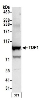 Rabbit TOP1 Antibody