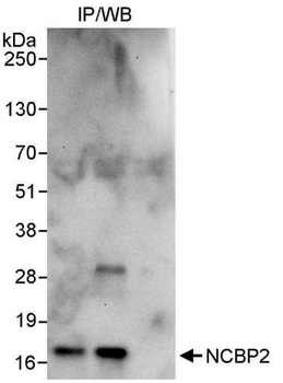 Rabbit NCBP2 Antibody