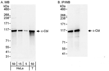 Rabbit c-Cbl Antibody
