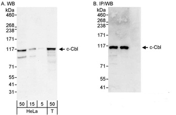 Rabbit c-Cbl Antibody