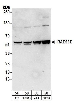 Rabbit RAD23B Antibody