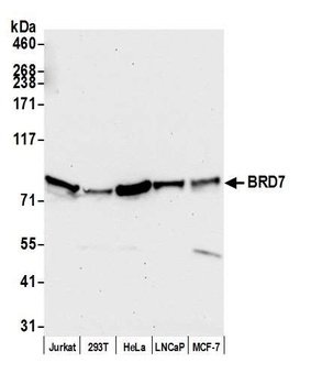 Rabbit BRD7 Antibody