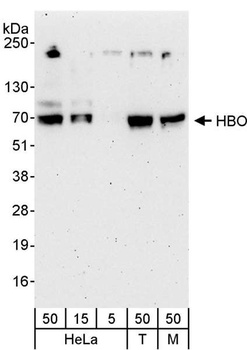 Rabbit HBO Antibody