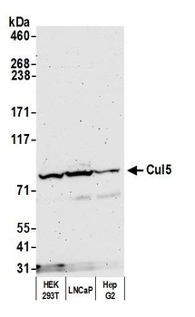 Rabbit Cul5 Antibody