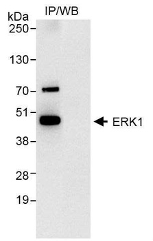 Rabbit ERK1 Antibody
