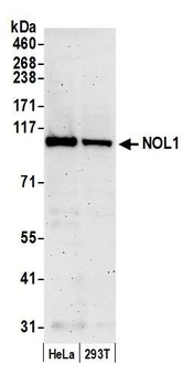 Rabbit NOL1 Antibody