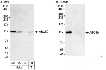 Rabbit ABC50 Antibody