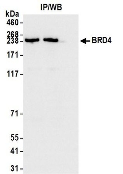 Rabbit BRD4 Antibody