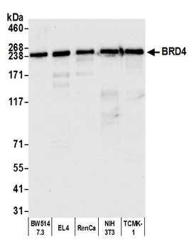 Rabbit BRD4 Antibody