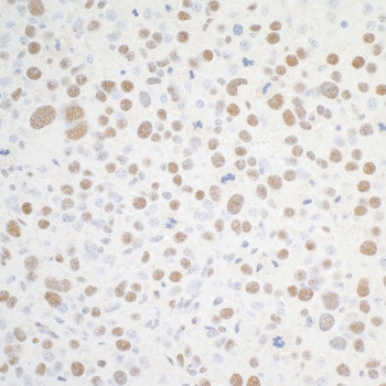 Rabbit BRD4 Antibody