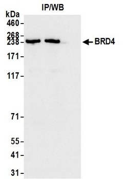 Rabbit BRD4 Antibody