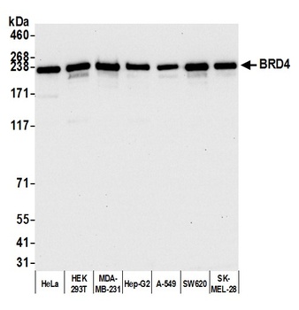 Rabbit BRD4 Antibody