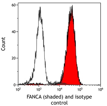 Rabbit FANCA Antibody