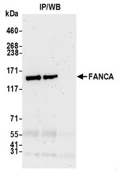 Rabbit FANCA Antibody