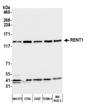 Rabbit RENT1 Antibody