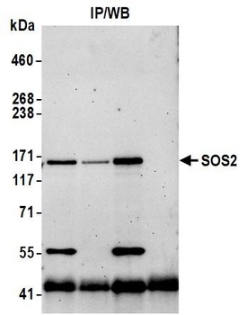 Rabbit SOS2 Antibody