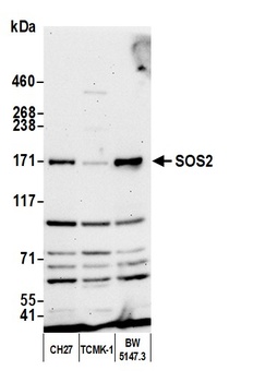 Rabbit SOS2 Antibody