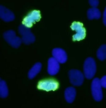Rabbit Phospho Histone H3 (S10) Antibody