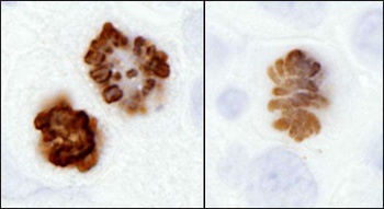 Rabbit Phospho Histone H3 (S10) Antibody
