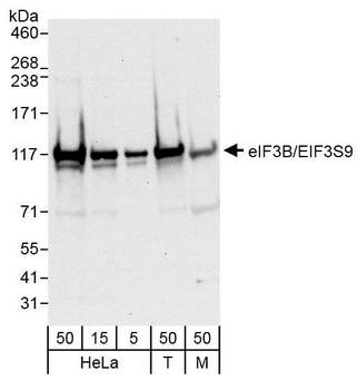 Rabbit eIF3B/EIF3S9 Antibody