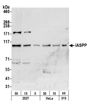 Rabbit iASPP Antibody