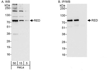 Rabbit RED Antibody