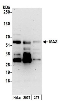 Rabbit MAZ/SAF-1 Antibody